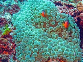 Coconut Grove  - Fiji Dive Resorts