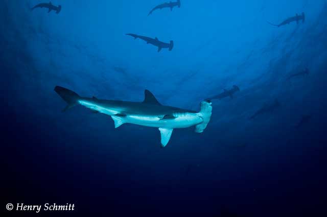 Dive Discovery Trip Report: COCOS ISLAND, March 28-April 7 2010 - UnderSea Hunter