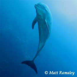 Dive Discovery Trip Report: COCOS ISLAND, March 28-April 7 2010 - UnderSea Hunter