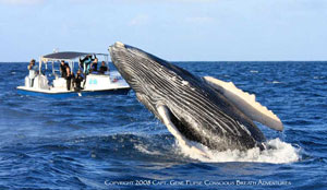 Encounter the Humpback Whales of the Silver Bank, Dominican Republic - Dive Discovery
