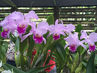 Soroa Orchid Botanical Gardens