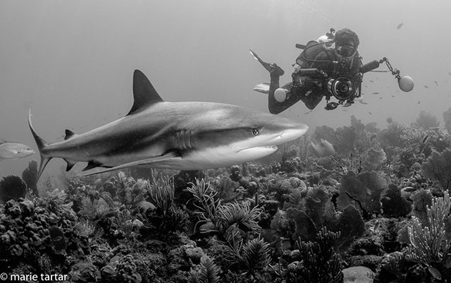 Caribbean Reef shark - Garden of the Queen Trip Report