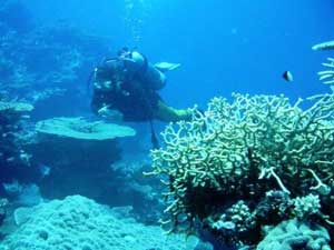 Daku Resort - Fiji Dive Resorts - Dive Discovery Fiji Islands