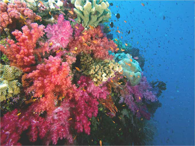 L’Aventure Jean-Michel Cousteau Fiji special offer with Daku Resort