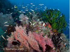 Dive Damai, Indonesia Liveaboard Trip ~  April 24 - May 8 2012