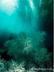 Dive Damai, Indonesia Liveaboard Trip ~  April 24 - May 8 2012