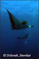 Deborah Smrekar Manta