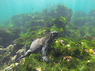 Dive with Marine iguana in Galapagos