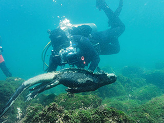 Dive with Marine iguana in Galapagos