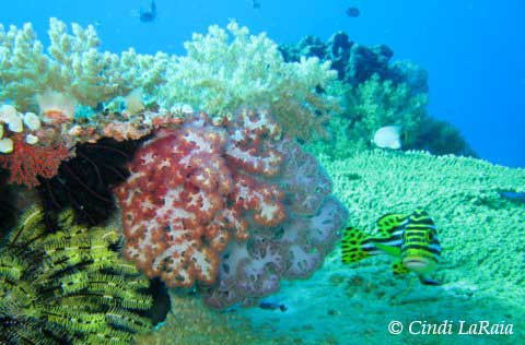 Scuba Diving Fiji Islands