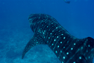 Diving Inhambane Package - Mozambique - Dive Discovery