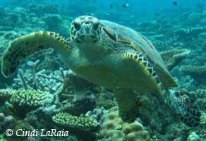Dive Discovery Malaysia