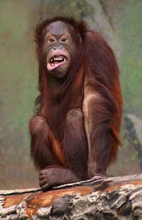 Orangutan - Public Domain - Dive Discovery Malaysia