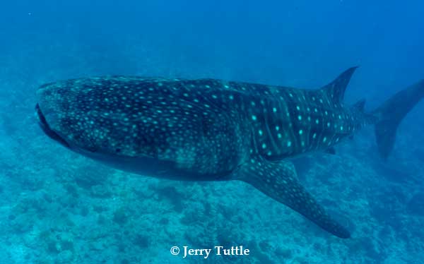Whale Shark in Maldives - Scuba Diving Maldives