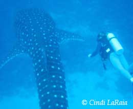 Whale Shark in Maldives - Scuba Diving Maldives