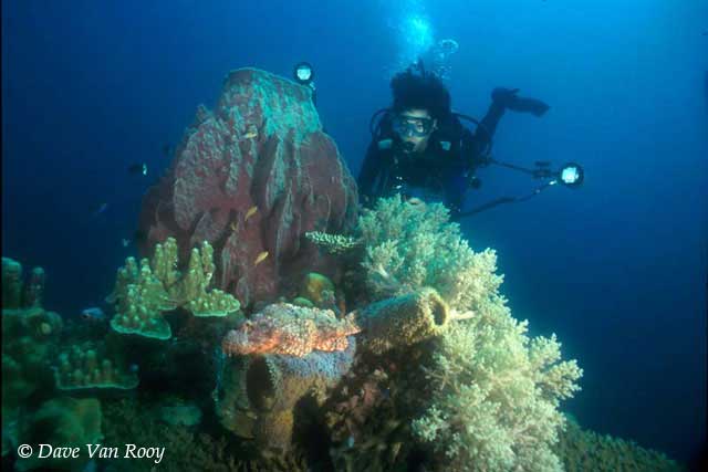Diving Micronesia Palau Truk Pohnpei Diving Micronesia Pacific Diving