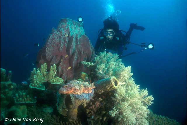 Diving Micronesia Palau Truk Pohnpei Diving Micronesia Pacific Diving 