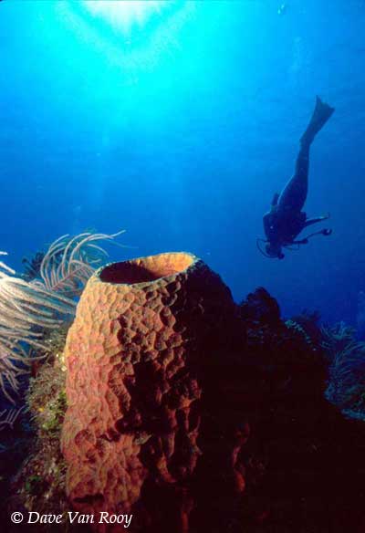 Scuba Diving Philippines