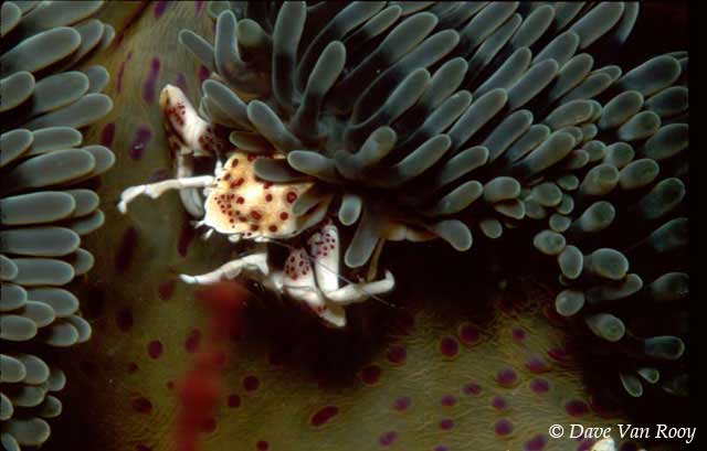 Diving Thailand, Similan, Burma Banks