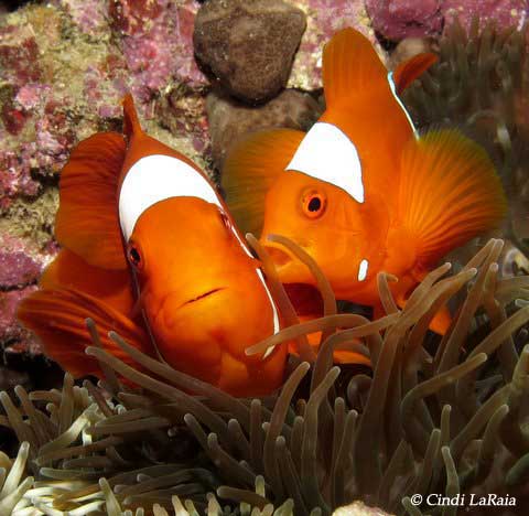 Diving Timor-Leste