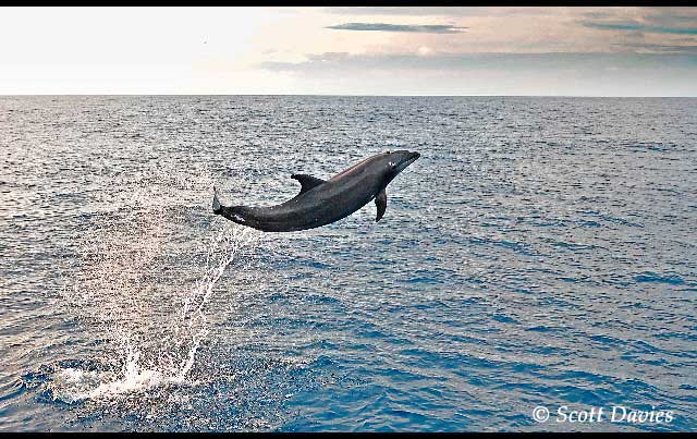 SOCORRO ISLANDS - Revillagigedo Archipelago aboard Nautilus Explorer ~ February 29 - March 9 2012