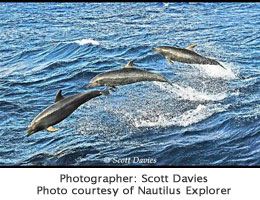 Diving Sea of Cortez