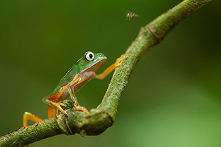 frog - Ecuadorian Amazon