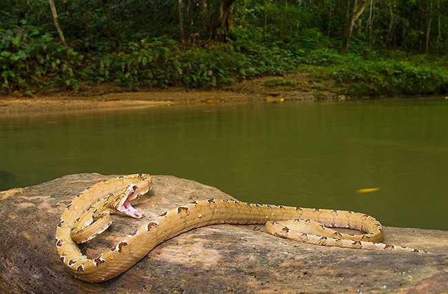 Snake - Ecuadorian Amazon
