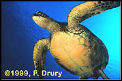Turtle cruising in the Maldives