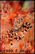 Zebra Crab Maldives