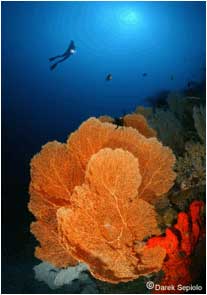 Febrina Special PNG Liveaboard Trip ~  May 17-29 2011