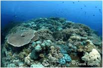 Febrina Special PNG Liveaboard Trip ~  May 17-29 2011