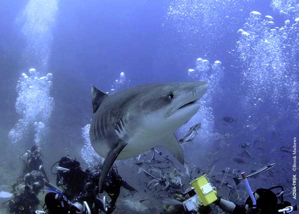 Shark Diving - Fiji Dive Tours - Dive Discovery Fiji Islands