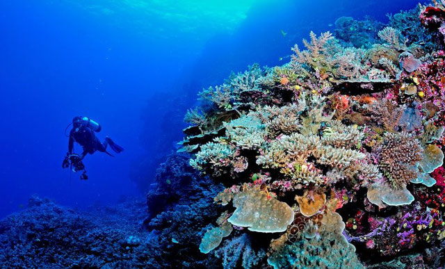 Wananavu Beach Resort - Fiji Dive Resorts - Dive Discovery Fiji Islands