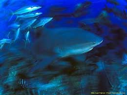 Fiji Shark Diving