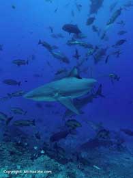 Fiji Shark Diving