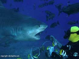 Fiji Shark Diving
