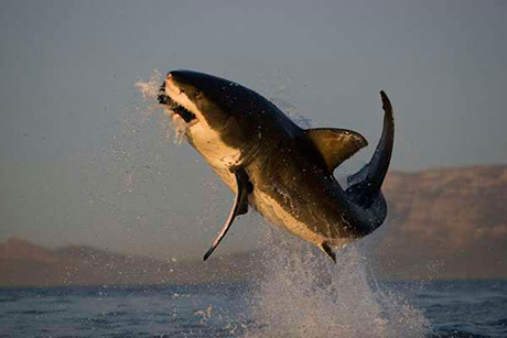 Flying Great White Sharks - shark breaching in Seal Island - False Bay, Cape Town, South Africa