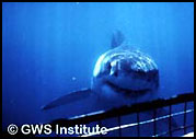 Great White Shark Dive Trip