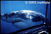 Great White Sharks