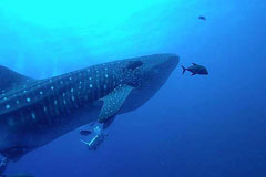 Galapagos Islands Group Trip Onboard M/V Humboldt, Sept 29 - Oct 5 Land Walks & Touring, Oct 5 - 11 2014