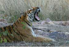 The Golden Triangle & Beyond, India and All Her Jewels - India Tour - Dive Discovery India