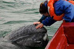 5 Day Gray Whale Watching & Camping, March 23 - 27 2014 Group Trip