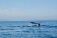 Combo Gray Whales & Blue Whale Adventure, February 25 - March 3 2014 Group Trip