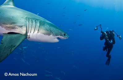 BIG ANIMALS with AMOS NACHOUM - Dive Discovery