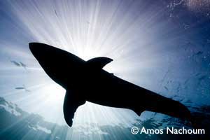 The Great White Shark Research and Photography Expedition - BIG ANIMALS with AMOS NACHOUM