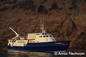 The Great White Shark Research and Photography Expedition - BIG ANIMALS with AMOS NACHOUM
