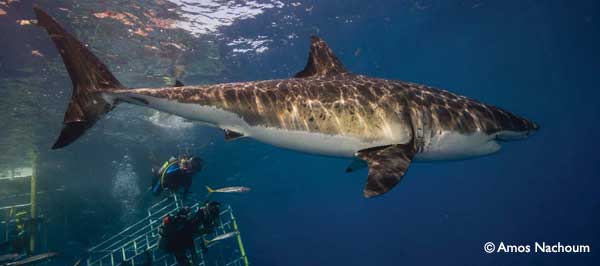 The Great White Shark Research and Photography Expedition - BIG ANIMALS with AMOS NACHOUM
