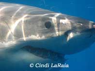 Great White Shark Cage Diving, Gansbaai South Africa