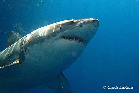 Great White Shark Cage Diving, Gansbaai South Africa